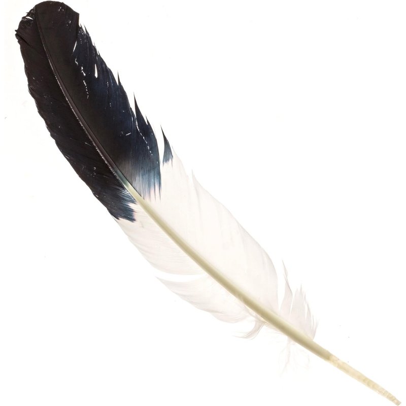 Natural Turkey Feathers, Smudging Feathers, Feathers for Smudging or  Decoration, Ethically Sourced Feathers, Spiritual Feathers. 