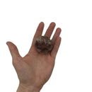 Petrified Wood Palm Stone - East Meets West USA