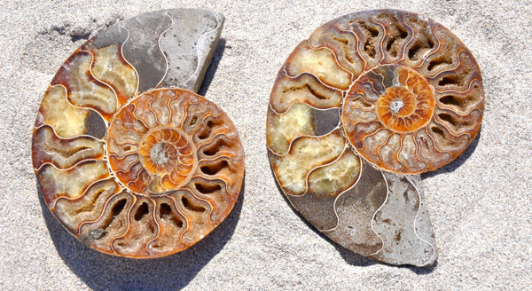 Ammonite Soul Mate Stone - Call in Love & Find Your Soulmate - East Meets West USA