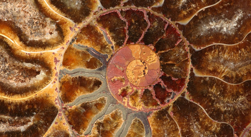Ammonite Soul Mate Stones: Unveiling the Mystical Connection