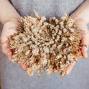 Ressurection Flower: Protection, Prosperity and Purification - East Meets West USA