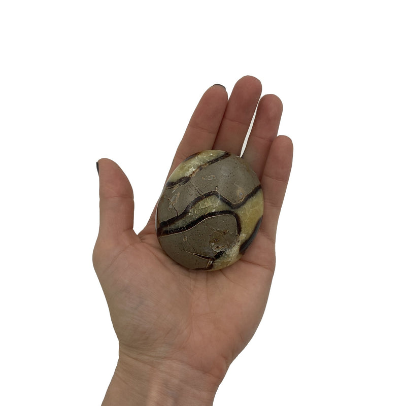 Septarian Palm Stone