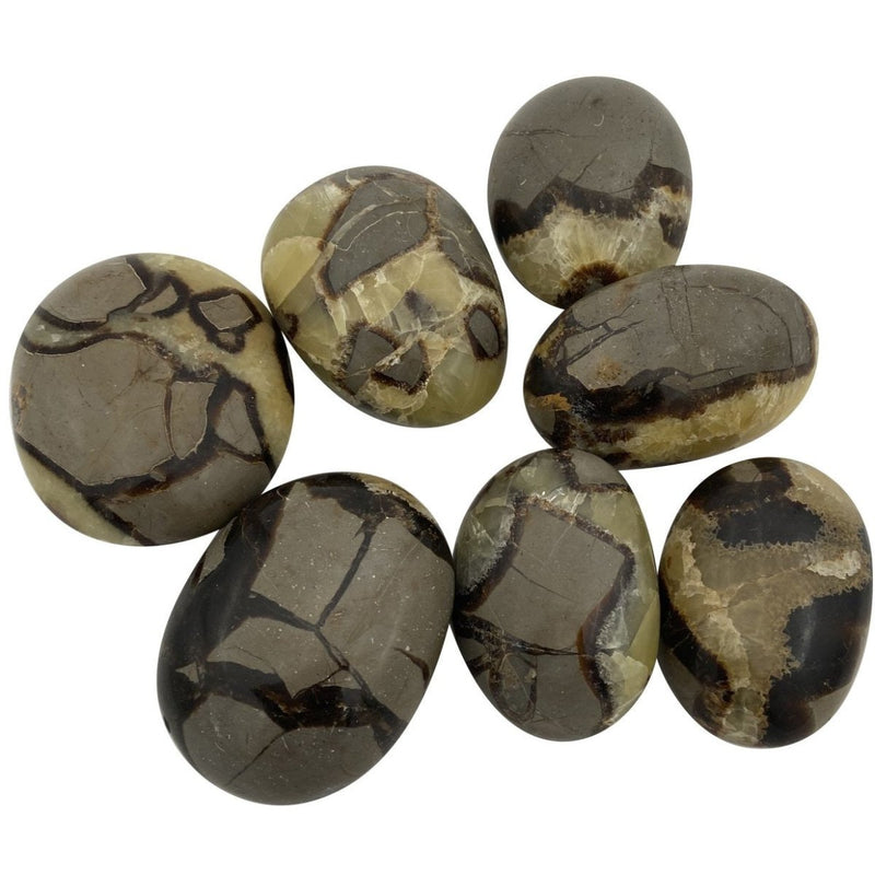 Septarian Palm Stone - East Meets West USA