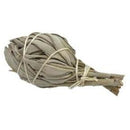 4" White Torch Sage - East Meets West USA