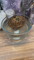 Ressurection Flower: Protection, Prosperity and Purification