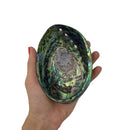 A-Grade Polished Abalone Shell - East Meets West USA