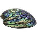 A-Grade Polished Abalone Shell - East Meets West USA