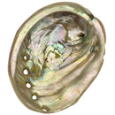 Abalone Shell - East Meets West USA