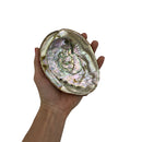 Abalone Shell - East Meets West USA
