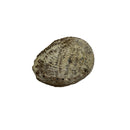 Abalone Shell - East Meets West USA