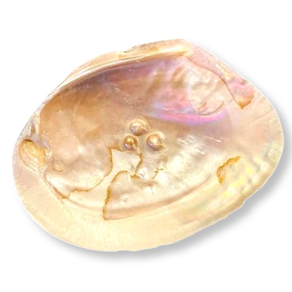 Blister Pearl Smudging Shell | East Meets West USA