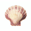 Lion Paw Shell - East Meets West USA