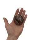 Petrified Wood Palm Stone - East Meets West USA