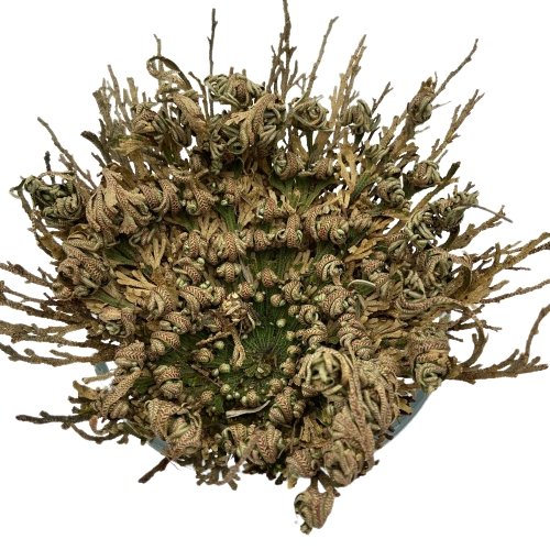 Rose of Jericho - East Meets West USA