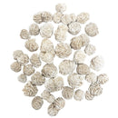 Rough Desert Rose - East Meets West USA